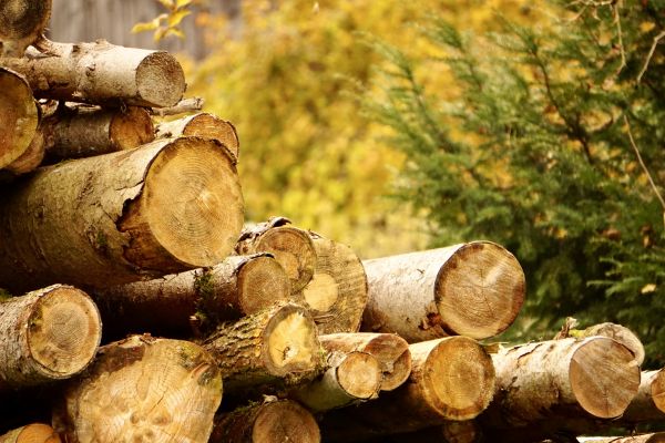 Wood Pile Removal in Visalia