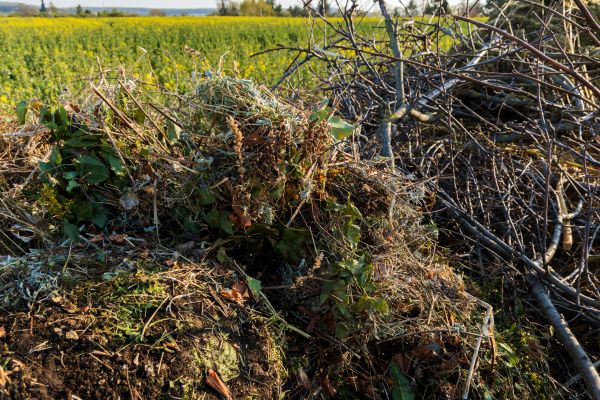 Brush Disposal in Visalia