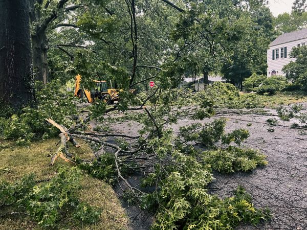 Tree Branch Disposal in Visalia