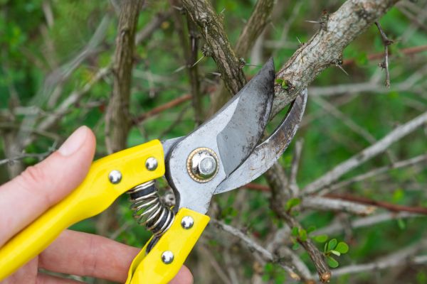 Limbs Removal in Visalia