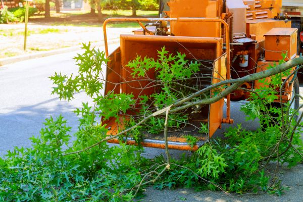 Tree Branches Removal in Visalia