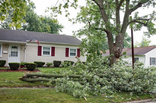 Fallen Branch Removal in Visalia