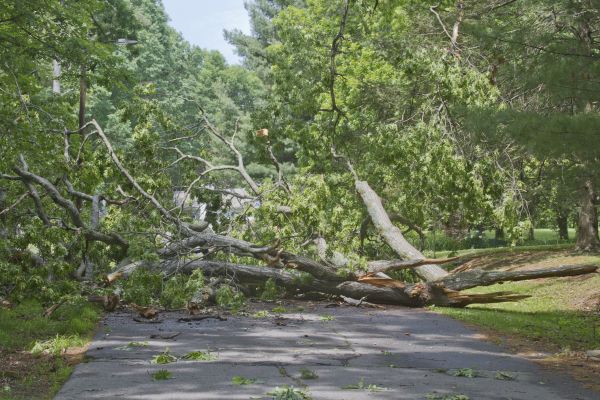 Tree Debris Removal in Visalia