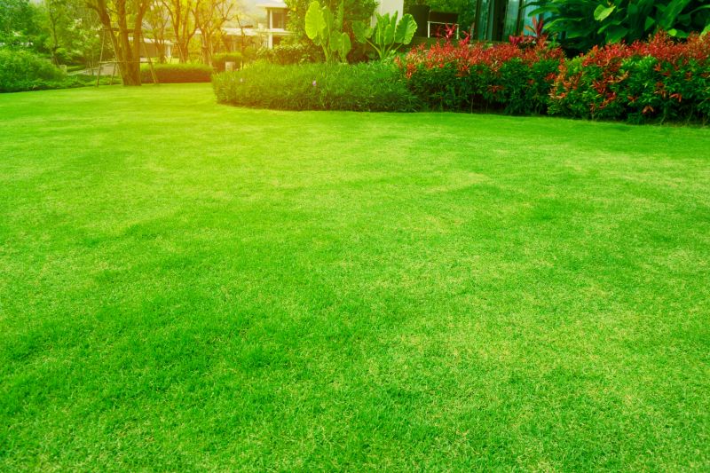 Professional advice for yard health